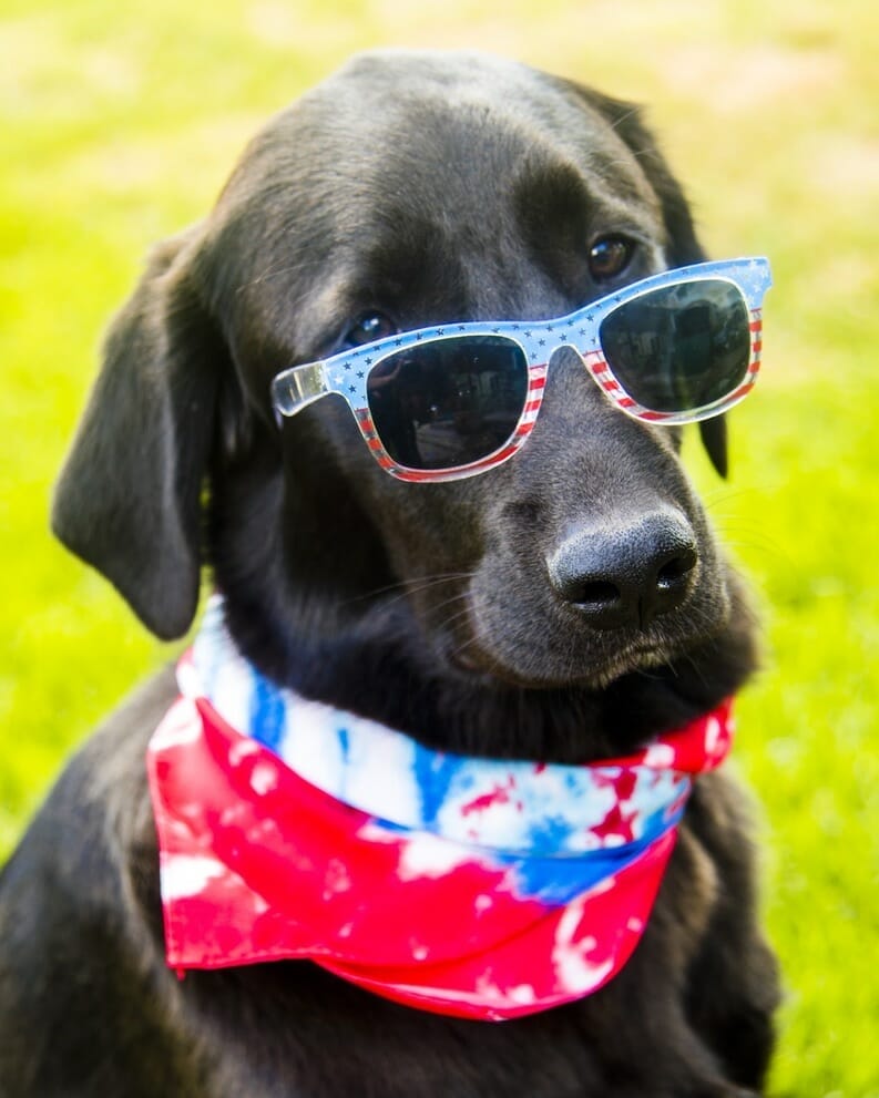 Chocolate lab with 4th of july sunglasses and bandana on. During summer months, dog thunderstorm anxiety is at an all time high.