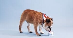 brown bulldog with blue background licking up earth buddy gut health with colostrum for dogs. Adding colostrum for dogs helps reduce inflammation in the gut. 