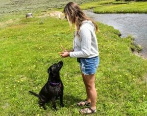 woman with blonde hair giving black labrador an earth buddy cbd treat for dogs. Read this blog to learn what the therapeutic dose of cbd for dogs is. 