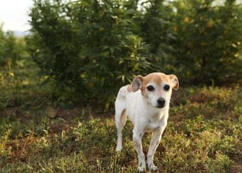 Jack russell with ears lowered showing physical signs of stress on earth buddy’s organic hemp farm.