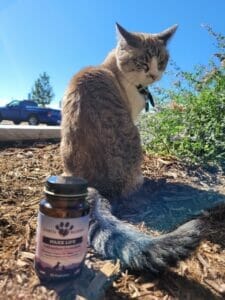 Grey, black, and white cat sitting outside next to a bottle of Earth Buddy Maxx Life containing glutathione to support signs your cat is aging.