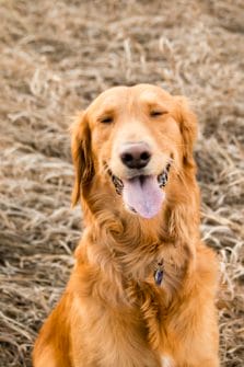 Golden retriever panting with tongue out. Read this blog to learn more about stressed dog body language.