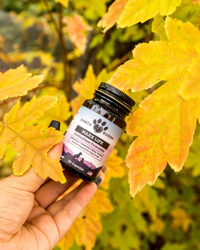 hand holding earth buddy’s Maxx Life surrounded by yellow leaves. Maxx Life is loaded with kief trichomes, quercetin, and encapsulated glutathione for dogs and cats to support overall health.