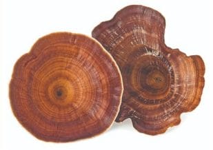 Reishi mushrooms for dogs are known as “the mushroom of immortality” and have often been used in the treatment of cancer cells, respiratory function, and mood balance.