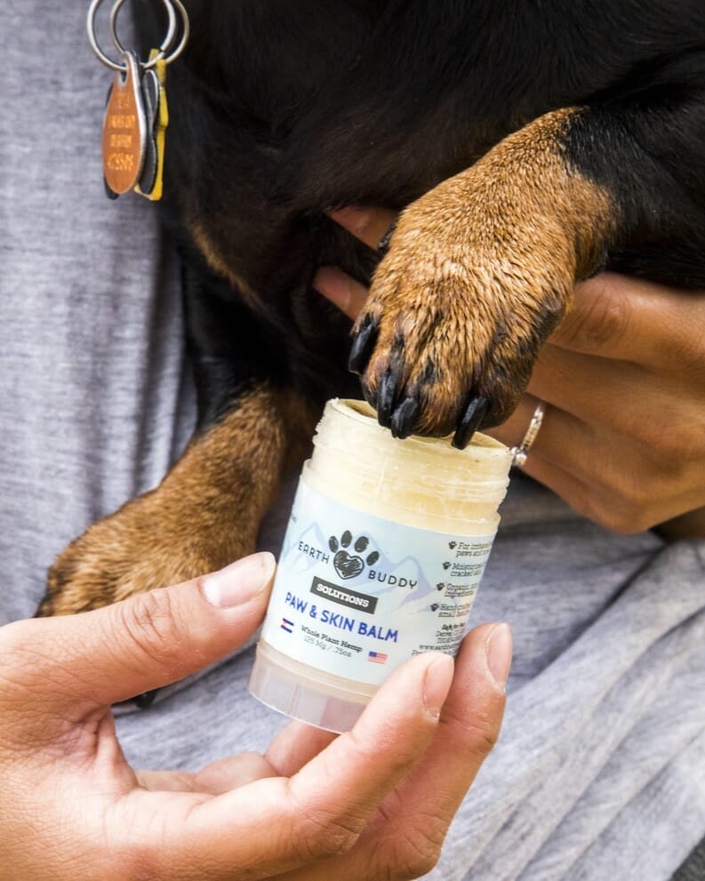 small black and brown dog being held by owner while they apply earth buddy paw & skin balm for dry and cracked paws.