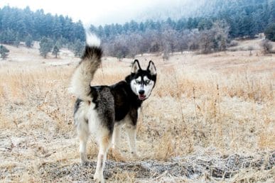siberian husky in the rocky mountains looking alert with tail and ears up at attention.