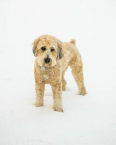 Labradoodle in the snow. If you are reading dogs body language, he looks wary of his surroundings.