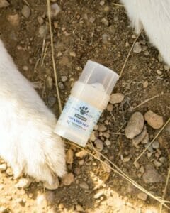 clear tube of earth buddy skin and paw balm in between a yellow labs paws. Our paw balm is great for dog paw pads. 