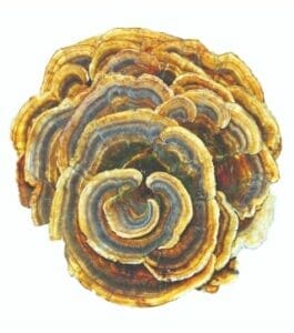 Turkey tail mushrooms for cats & dogs have digestive enzymes that help fight cancer cells.