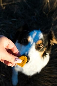 Do calming treats for dogs work ? Australian Shepherd with Earth Buddy Calming Treat. 