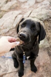 A Lab eating one of the best natural calming treats for dogs by Earth Buddy. 