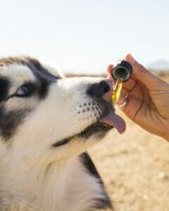 Is coconut oil good for dogs coats? A Siberian husky licking CBD oil for dogs from the dropper.