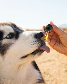 siberian husky dog licking earth buddy organic cbd oil for dogs from the dropper. Our organic cbd oil from colorado is mixed with mct oil from organic coconuts.