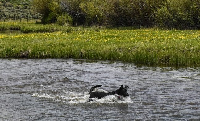 Black dog swimming in a creek in the Colorado mountains. Swimming is a great way to exercise for dogs.