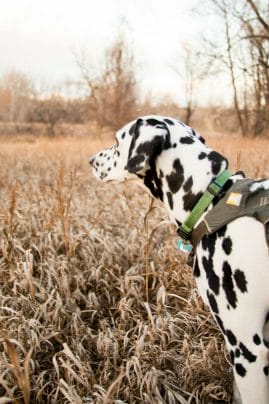 dalmatian hiking in a field in the Colorado front range. Read this blog to learn more about fun summer dog activities.