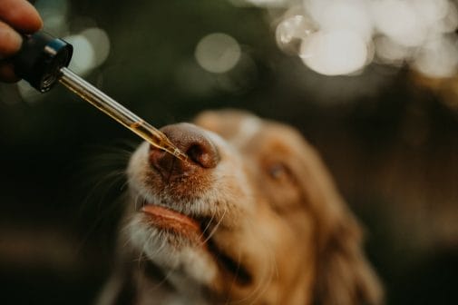 Brown and white dog licking full spectrum cbd from dropper. CBD calms anxiety in dogs and cats.