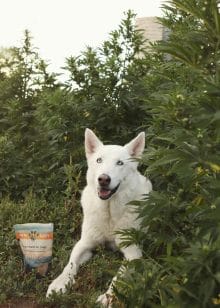 White dog sitting in Earth Buddy’s organic hemp farm. Organic cbd oil for dogs can help with anxiety during thunderstorms and fireworks.