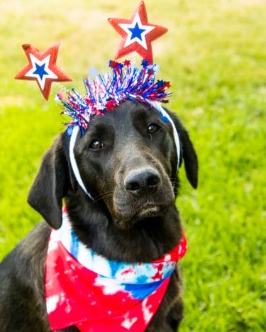 dark brown labrador wearing red, white, and blue bandana and 4th of July headwear. Read this blog to learn more about summer dog days.