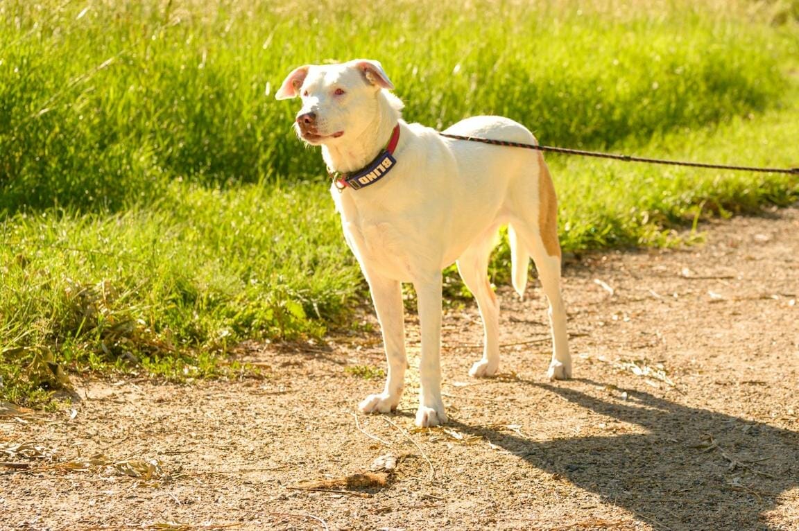 B vitamins for outlet dogs