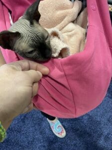 Bald sphynx cat relaxing in a pink carrier. Fiery felines like sphynx cat can benefit and reduce their anxiety with organic cbd oil