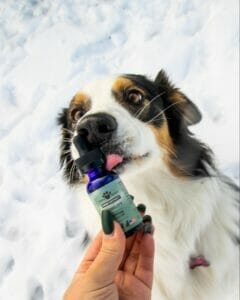 Border collie with white, brown, and black spots licking a bottle of Earth Buddy Mobility Hemp Extract for dogs with CBDa. Read this article to learn more about the benefits of CBDa.