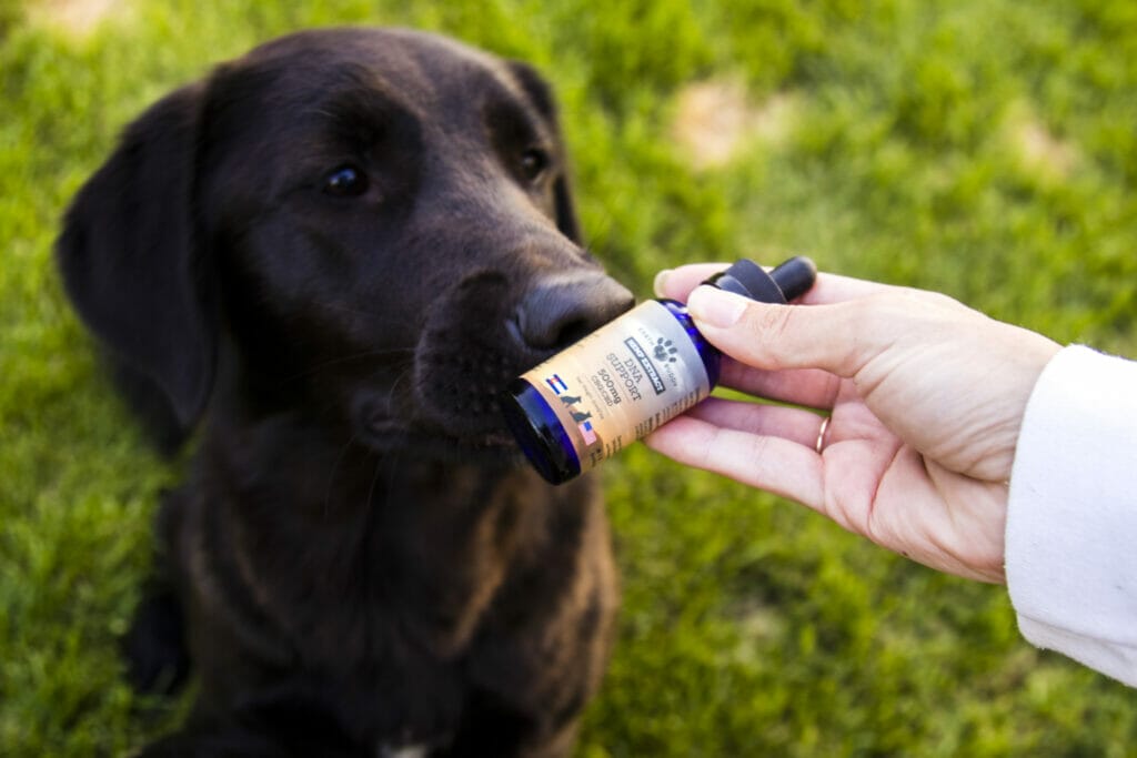 Chocolate Lab sniffing Earth Buddy’s Cellular Support with CBG for dogs. CBG is a natural supplement to support dogs with cancer.