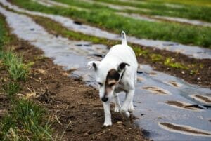 white jack russel with brown and black spots on Earth Buddy organic cbd farm. Dogs can get skin infections and glutathione for dogs is a great natural remedy for dog allergies