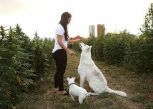 Woman offering Earth Buddy’s organic CBD treats to two white dogs on an organic hemp farm. Organic CBD and mushrooms support itchy dog skin.