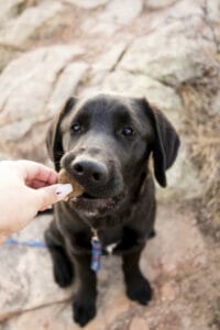 Chocolate lab taking an Earth Buddy CBD dog treat that contains real blueberries to support antioxidants and dog anxiety. 