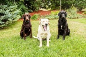 Yellow, chocolate, and black labs sitting in grass. Labs are prone to dogs food allergies and organic mushrooms for dogs are a great allergy supplement for dogs.