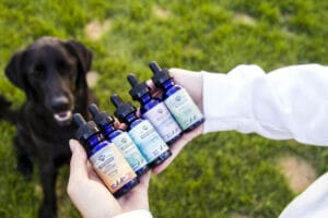 Hands holding various Earth Buddy Hemp Extracts for dogs and cats with chocolate lab sitting in background. Hemp Extracts for dogs combine the whole plant from various strains to produce an entourage effect for specific health benefits.