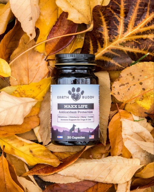 Bottle of Earth Buddy Maxx Life in a bed of fall leaves. Maxx Life contains liposomal glutathione for dogs, which can support dog liver disease symptoms.