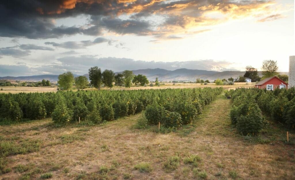Organic hemp farm in Longmont, Colorado where Earth Buddy grows high-cbg and cbd hemp. Read this article to learn more about cbd and cbd together.