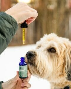 Blonde Labradoodle taking a dropper of Earth Buddy’s Mobility Hemp Extract for dog’s joints. CBDa for dogs helps reduce inflammation and promote healthy joint function.