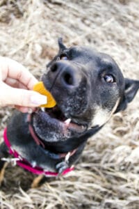 Black dog eating a Earth Buddy Hemp Heart with pumpkin for dogs. Try Earth Buddy CBD dog treats for anxiety with fireworks and thunderstorms. 