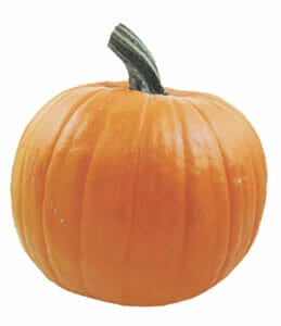 Image of a whole orange pumpkin with a stem. Pumpkin is an excellent source of fiber for dogs and Earth Buddy CBD treats support gut health for dogs. 