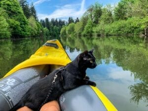 Black cat relaxing in a kayak on a river in colorado. CBD oil for cats is a great supplement for traveling with cats