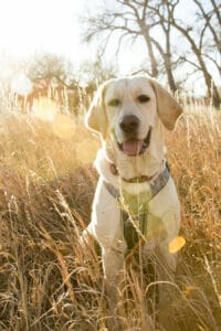 Yellow labrador retriever in a field on a sunny afternoon in Colorado. Read this blog to learn about the anti-inflammatory properties of glutathione for dogs that can help treat hot spots.