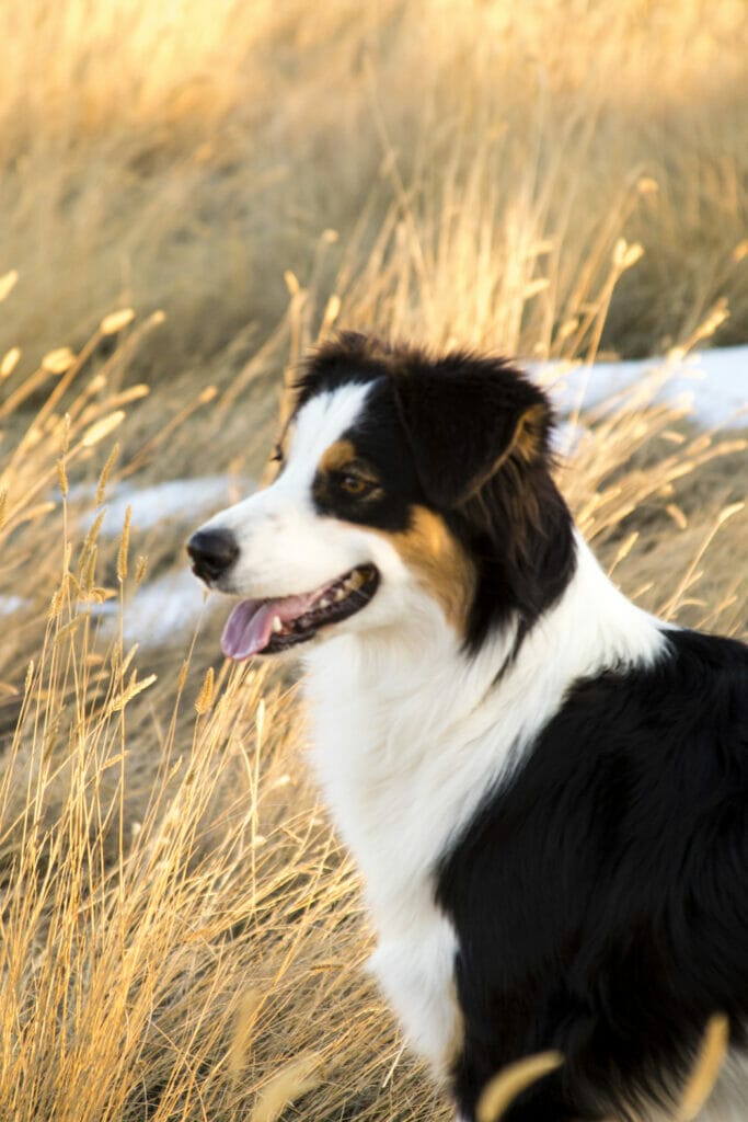 Black with brown and white spotted border collie standing in the field on sunny day. Read this article to learn about supplements for treating hot spots.