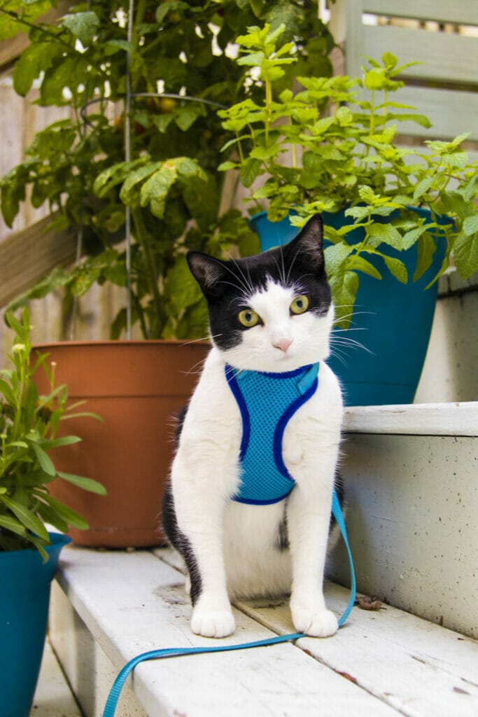 White and black spotted cat with blue harness sitting in front of plants outside. Read this blog to learn more about how to get rid of bad cat breath.