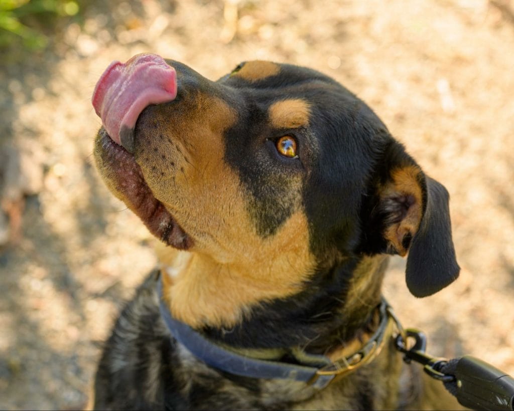 Black and brown spotted dog with tongue out sitting for an Earth Buddy CBD dog treat. CBD for dogs can help calm anxiety.