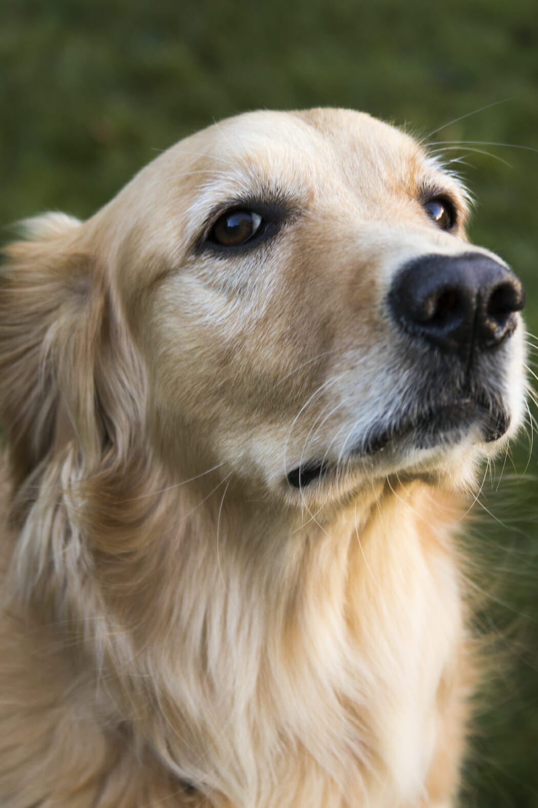 Golden best sale retriever anxiety