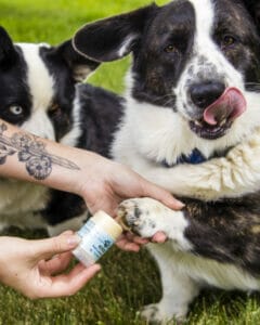 Two black and white border collies waiting to get Earth Buddy’s CBD Paw & Skin Balm to help heal dry and cracked paws. 