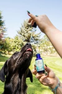 Black lab licking Earth Buddy Balance Hemp Extract dog health supplement with CBDa.