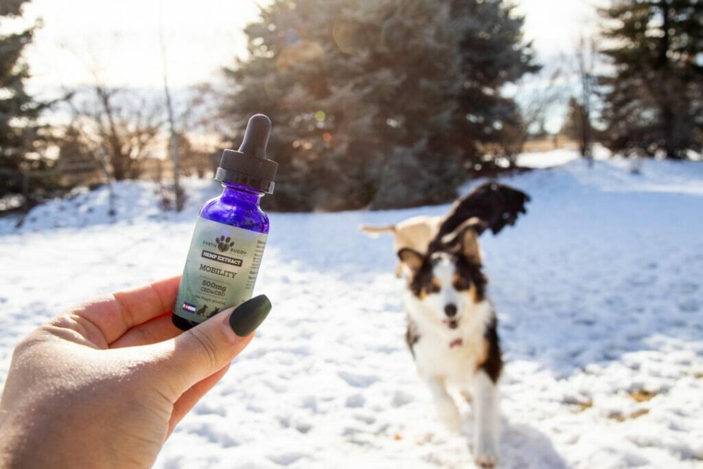 Black, brown and white border collie running in snow with female hand holding a bottle of Earth Buddy Mobility 500mg with CBDa for dog’s joint pain.