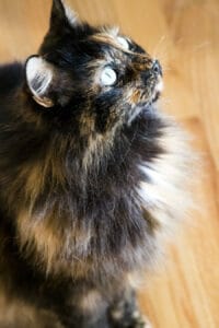 Long-haired black cat with green eyes staring up at the owner. Colostrum balances cat gut health to treat cats bad breath. 