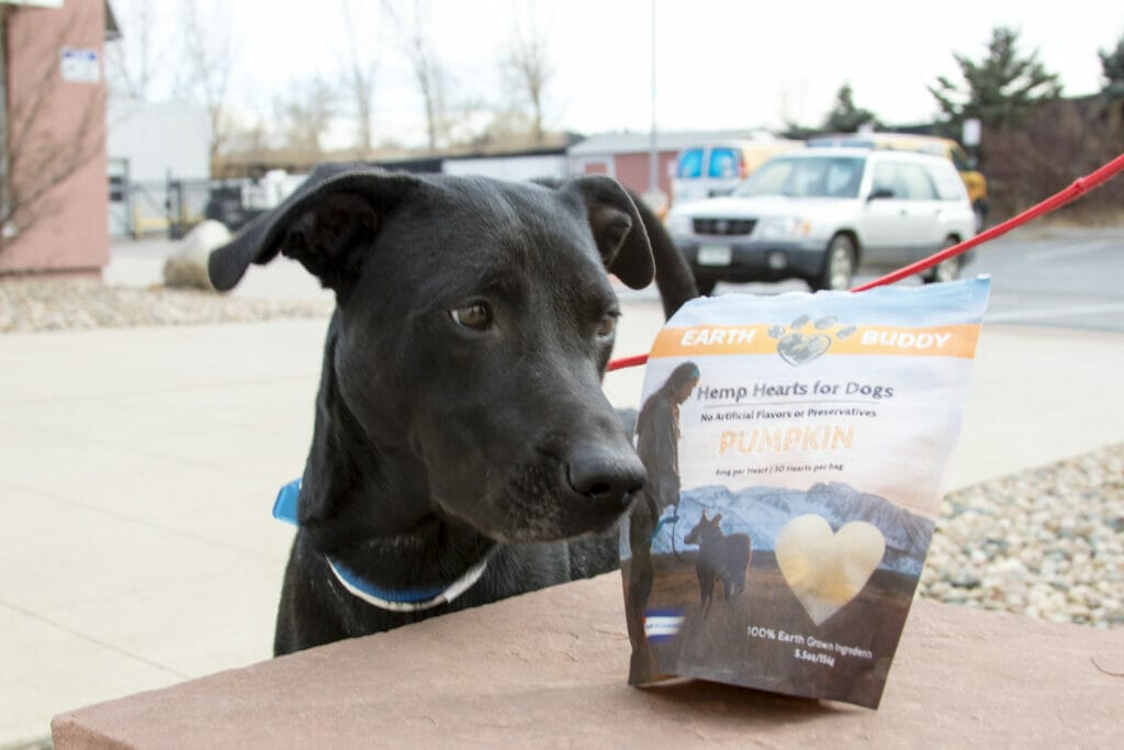 Black dog sniffing Earth Buddy Pumpkin CBD treats for dogs in a parking lot with cars. CBD treats can be given in preparation for car rides with your dog to help with dog anxiety.