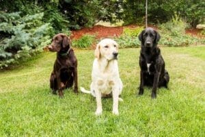 Brown, Yellow, and Black labradors sitting in grass. Make sure to schedule bathroom breaks for your dog when going on long car rides.