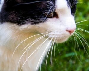 white cat with black spots outside in grass. CBD for cats is a great natural remedy for anxiety and other health related issues.
