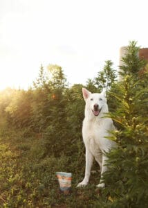 White Siberian husky sitting in Earth Buddy’s organic hemp farm at the end of the growing season. Earth Buddy uses regenerative and organic farming techniques for all of their hemp dog products.